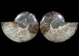 Cut & Polished Ammonite Fossil - Agatized #64965-1